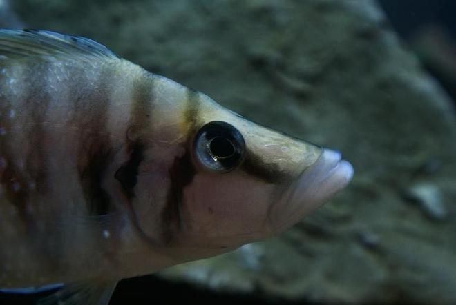 freshwater fish - altolamprologus calvus - white chaitika stocking in 95 gallons tank - Altolamprologus calvus 'white chaitika', male half of WC pair.