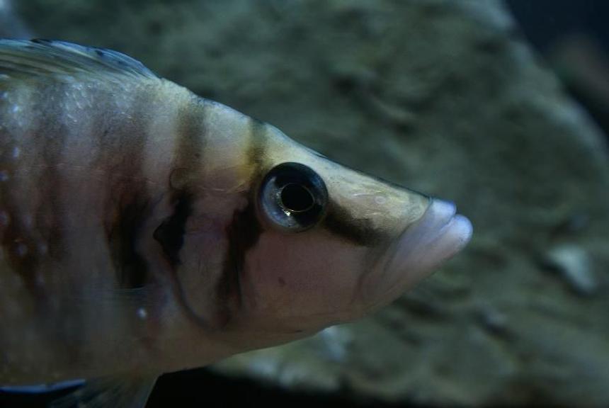 Rated #465: Freshwater Fish - Altolamprologus Calvus - White Chaitika Stocking In 95 Gallons Tank - Altolamprologus calvus 'white chaitika', male half of WC pair.