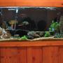100 gallons freshwater fish tank (mostly fish and non-living decorations) - some thing we as a family can enjoy and we do every day hope you like