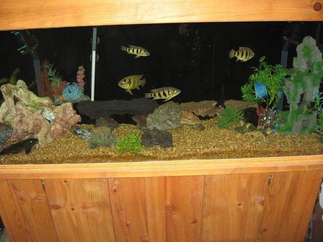 100 gallons freshwater fish tank (mostly fish and non-living decorations) - my 100 gallon tank my second pride and joy