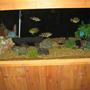 100 gallons freshwater fish tank (mostly fish and non-living decorations) - my 100 gallon tank my second pride and joy