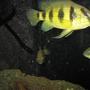 freshwater fish - astatotilapia latifasciata - zebra obliquidens stocking in 100 gallons tank - this is dave and his mates he is a two year old five star general