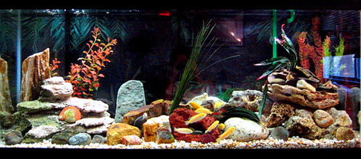 55 gallons freshwater fish tank (mostly fish and non-living decorations) - 55 gallon African cichlid tank, before it became a sand pit! All my decorations have been literally swallowed, due to their spawning behavior...grr...