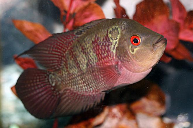 freshwater fish - cichlasoma sp. - flower horn cichlid stocking in 20 gallons tank - my flowerhorn cichlid, sparky
about 5 inches now.. and a year and 3 months old
