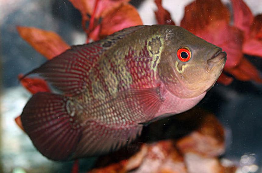 Rated #317: Freshwater Fish - Cichlasoma Sp. - Flower Horn Cichlid Stocking In 20 Gallons Tank - my flowerhorn cichlid, sparky
about 5 inches now.. and a year and 3 months old