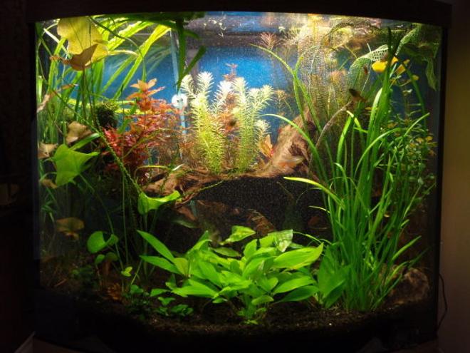 planted tank (mostly live plants and fish) - 26 gallon bowfront
eco-complete substrate
55 watt PC lighting (on 9 hrs/day)
Pressurized CO2 (diffused by aquasweep powerhead) *off@night*
1/4 tea. KNO3 (3x/week)
1/16 tea KH2PO4 (3x/week)
1/16 tea K2SO4 (3x/week)
1/2 tea. Equillibrium (1x/week)
5 mls Excel carbon (3x/week)
50-75% water change/week