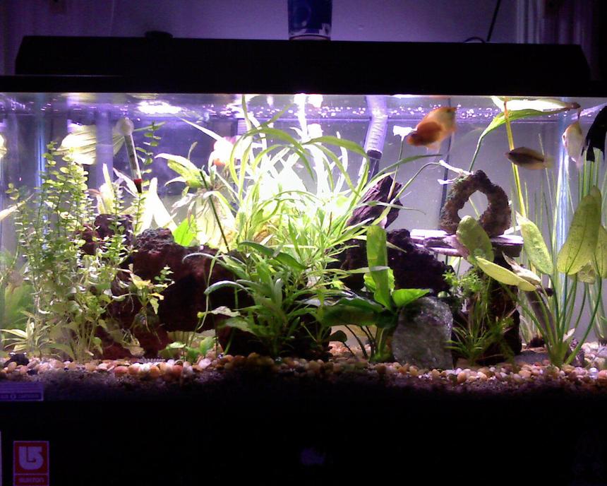 Rated #182: 40 Gallons Planted Tank - THIS IS MY BABY