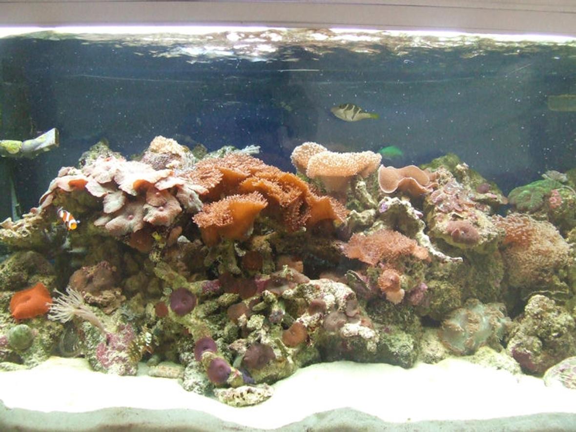 55 gallons reef tank (mostly live coral and fish) - My Reef Tank