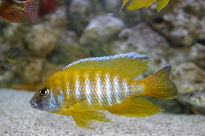 freshwater fish - aulonocara baenschi - sunshine peacock stocking in 90 gallons tank - Aulonocara Baenschi