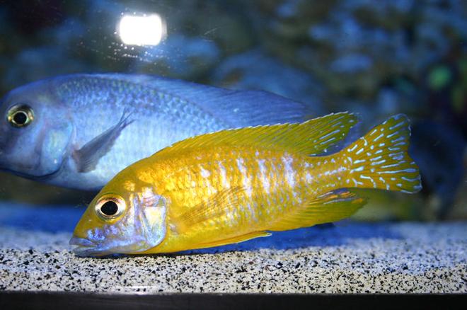freshwater fish - aulonocara sp. - orange peacock stocking in 90 gallons tank - Aulonocara sp. "Stuartgranti Maleri" (Maleri Is.)