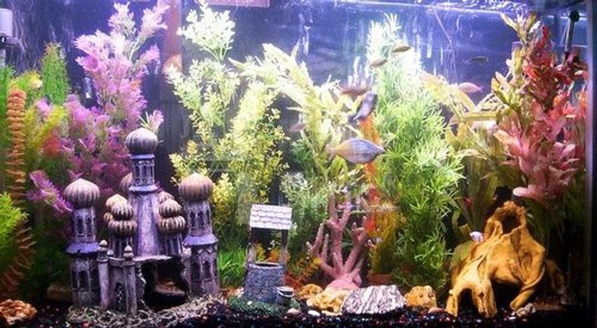 Rated #2900: 140 Gallons Freshwater Fish Tank - 7 rainbows 2bala sharks 3rainbow sharks 1 brown ghost knife 1transparent knife.