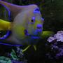 saltwater fish - holacanthus ciliaris - queen angelfish stocking in 55 gallons tank - 6 year old Queen Angel. She died after we had the heat wave. She was almost 10 years old! It was a tragic event that almost wiped out my entire reef tank.