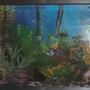 fish tank picture - our fuellborni sp OB