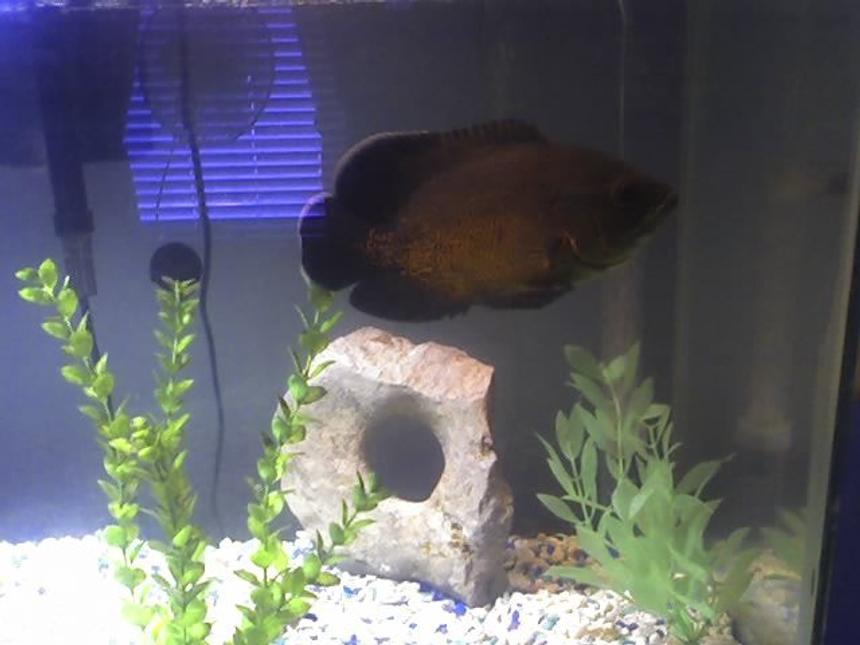 Rated #2049: Freshwater Fish - Astronotus Ocellatus - Red Oscar Stocking In 20 Gallons Tank - Thrasher 7+" Red Oscar