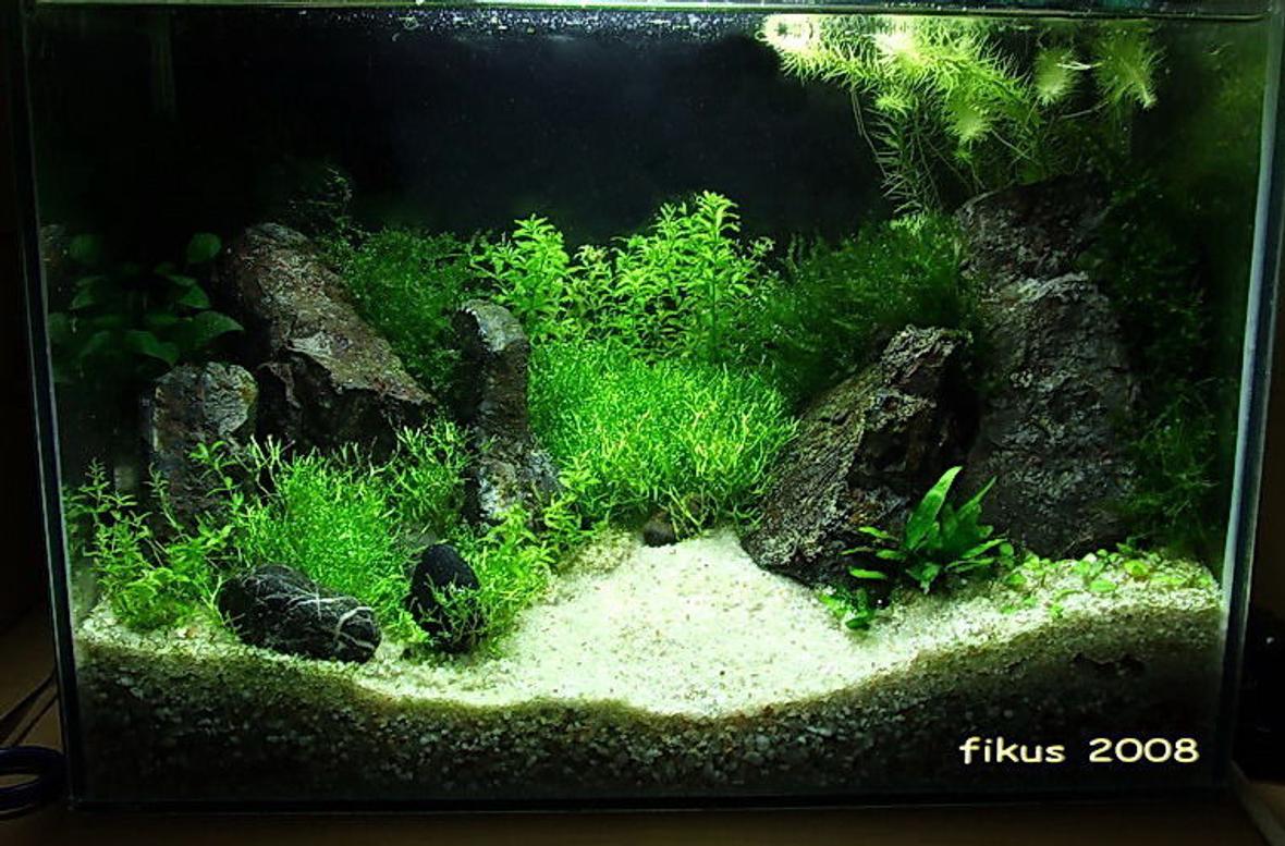 130 gallons planted tank (mostly live plants and fish) - 13l planted