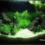 130 gallons planted tank (mostly live plants and fish) - 13l planted