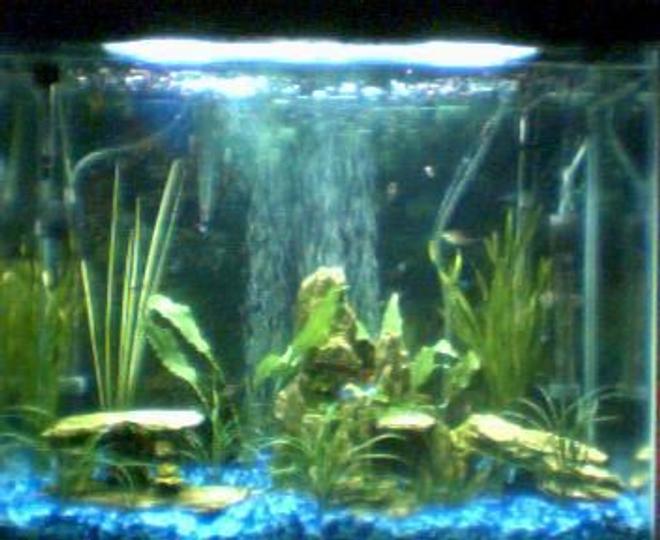 25 gallons planted tank (mostly live plants and fish) - PLEASE TELL ME WHAT YOU THINK!! PLEASE:)


i don't have my digital camera so had to use my web cam sorry when i get me camera back ill post a new one...

First tank 25 gallons  
11 Tiger barbs
2 Rosy barbs 
2 Sliver tipped tetras  
1 Frog 
My most liked fish 2 Rainbow Sharks and 1 Angel fish