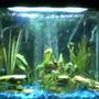 25 gallons planted tank (mostly live plants and fish) - PLEASE TELL ME WHAT YOU THINK!! PLEASE:) i don't have my digital camera so had to use my web cam sorry when i get me camera back ill post a new one... First tank 25 gallons 11 Tiger barbs 2 Rosy barbs 2 Sliver tipped tetras 1 Frog My most liked fish 2 Rainbow Sharks and 1 Angel fish