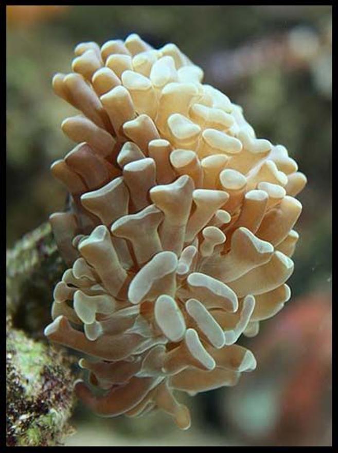 corals inverts - euphyllia paranchora - hammer / anchor coral, branching stocking in 35 gallons tank - Euphyllia
