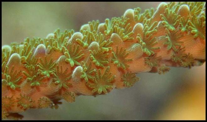 corals inverts - acropora sp. - branching acropora coral stocking in 35 gallons tank - Acro