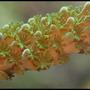 corals inverts - acropora sp. - branching acropora coral stocking in 35 gallons tank - Acro