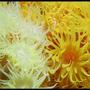 corals inverts - tubastrea faulkneri - orange sun coral stocking in 35 gallons tank - Yellow & Orange Sun Corals