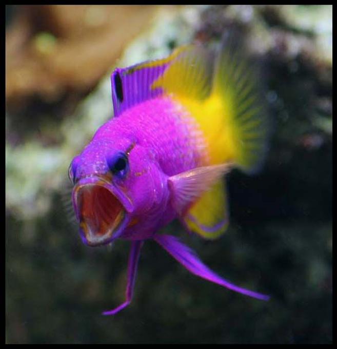 saltwater fish - gramma loreto - royal gramma basslet stocking in 35 gallons tank - Grammar Yawning