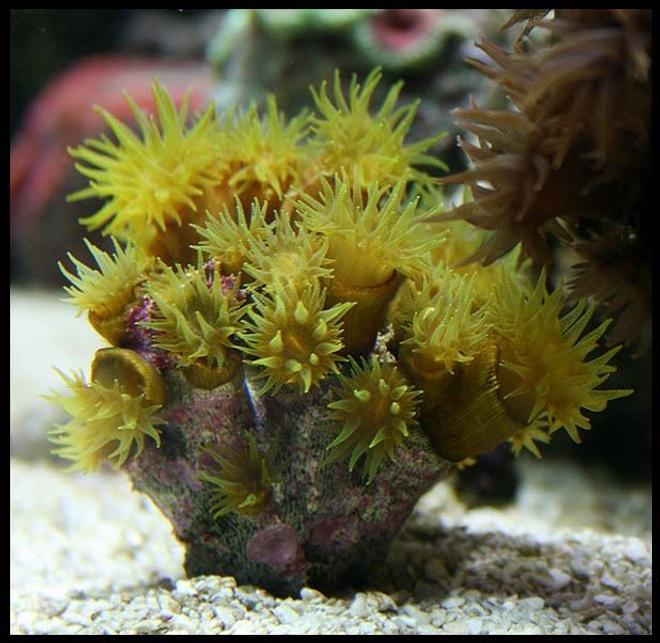 corals inverts - tubastrea faulkneri - yellow sun coral stocking in 35 gallons tank - Olive coloured sun coral recovering from previous bad tissue recession
