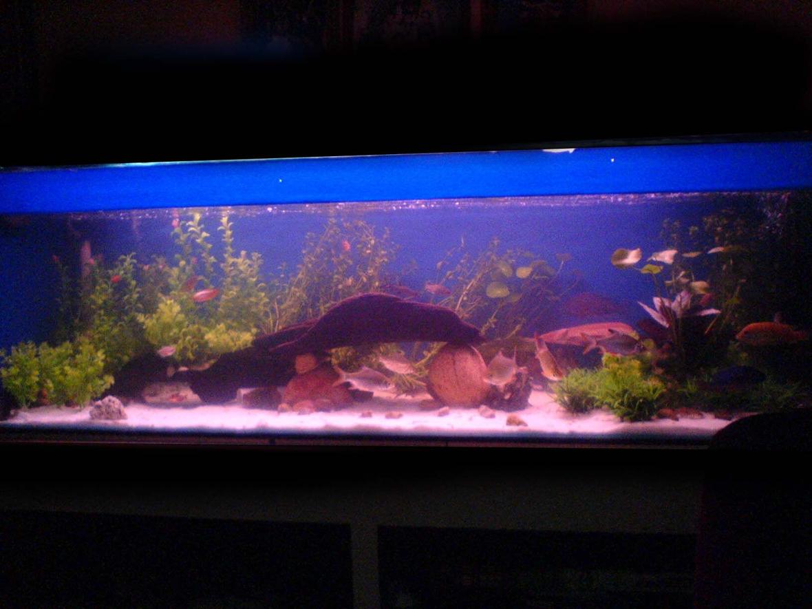 112 gallons freshwater fish tank (mostly fish and non-living decorations) - This giant aquarium, i have spent a lot of money & time to it. i used 2 bags of white sand just to get reflection at the bottom of the tank from the lighting above. i used 2 sets of water filter to keep this tank clear. there is a lot of variety of fish, big & small, but some how i manage to keep them in harmony. I keep most of the plant at one side for the small fish to play around and hide and a bigger space at the other end for big fish play around. The red plant at the right side is some how become a U-trun for my fish to turn when they came to the tank's wall. I need to learn a lot on how to make my tank a heaven for my pets. Please leave comments and ideas on how to make my tank better. Thank you sifus.