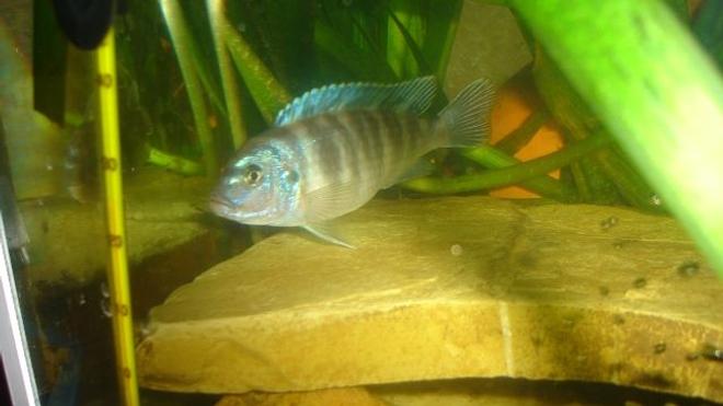 freshwater fish - labidochromis sp. - hongi stocking in 70 gallons tank - femelle cichlid