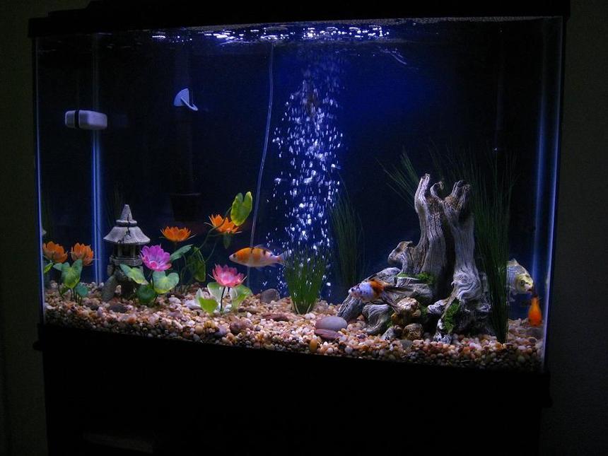 Rated #2153: 45 Gallons Freshwater Fish Tank - 45Gal Beauty
