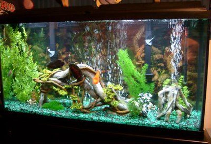 Rated #2054: 60 Gallons Freshwater Fish Tank - 60 Gallon Tank!