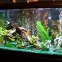 60 gallons freshwater fish tank (mostly fish and non-living decorations) - 60 Gallon Tank!