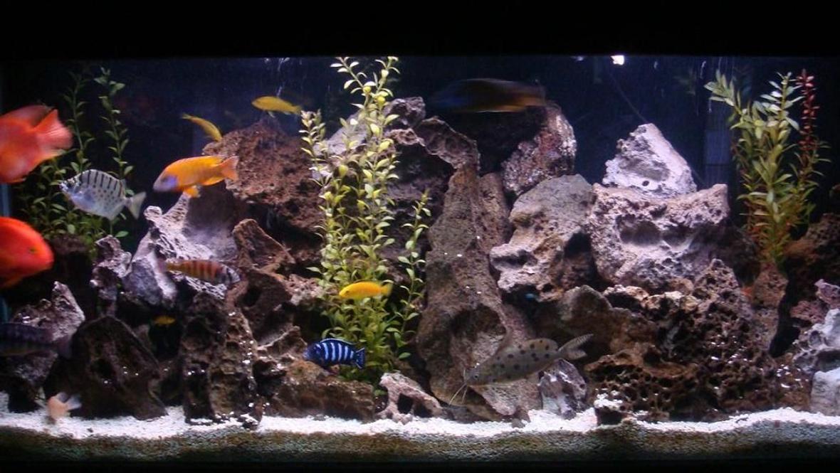 100 gallons freshwater fish tank (mostly fish and non-living decorations) - assorted cichlids