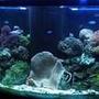 125 gallons reef tank (mostly live coral and fish) - My 90 Gallon bowfront reef tank (my first SW tank) that holds an XL anemone
