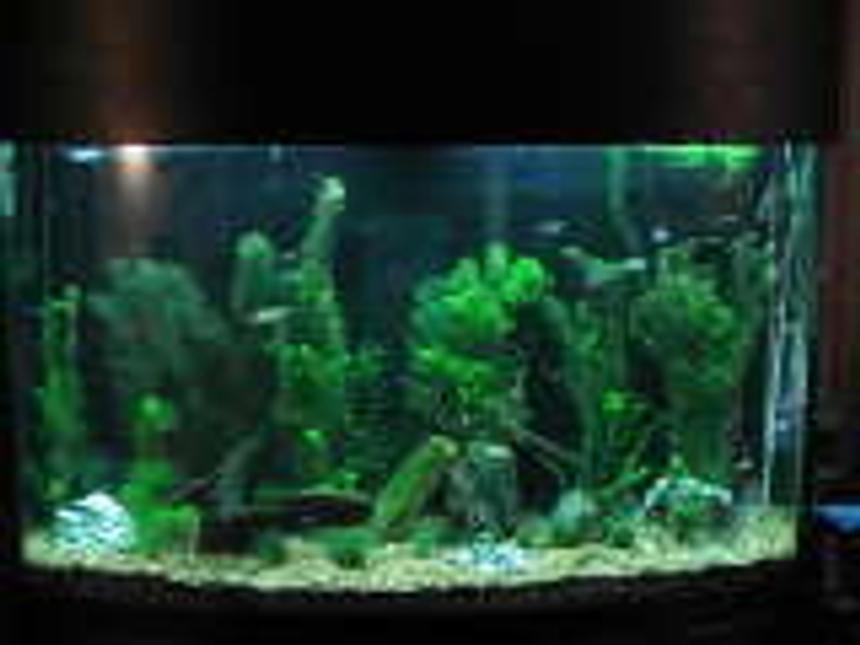 Rated #266: 125 Gallons Planted Tank - My planted tank