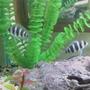 freshwater fish - cyphotilapia frontosa - frontosa cichlid stocking in 40 gallons tank - frontosas