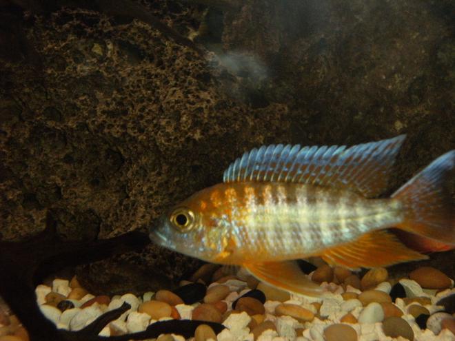 freshwater fish - aulonocara rubescens - ruby red peacock stocking in 40 gallons tank - Beautiful peacock