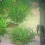 fish tank picture - Small fish hideouts...