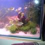 fish tank picture - My small garden & a U turn at the end of the tank