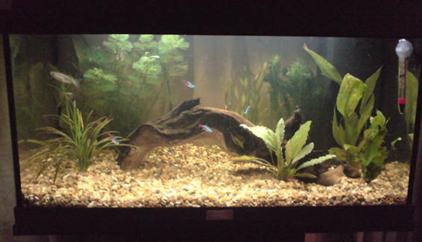 Rated #214: 14 Gallons Planted Tank - My tank, a month or so back.