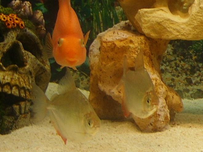 90 gallons freshwater fish tank (mostly fish and non-living decorations) - .