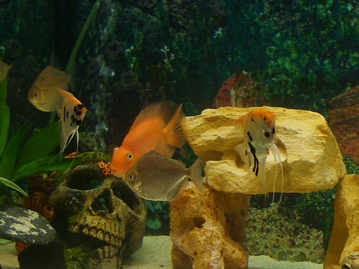 fish tank picture - .