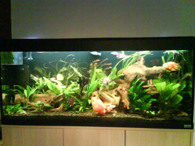 150 gallons planted tank (mostly live plants and fish) - my tank is a fluval roma 240 running on ro water 2 fliters on external 305 fluval and an internal 3plus. using planted substrate gravel . i add flertiser once a week and feed once a day. blood worm every other day.