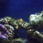 fish tank picture - clowns