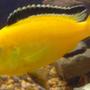 freshwater fish - labidochromis caeruleus - electric yellow cichlid stocking in 90 gallons tank - Electric yellow
