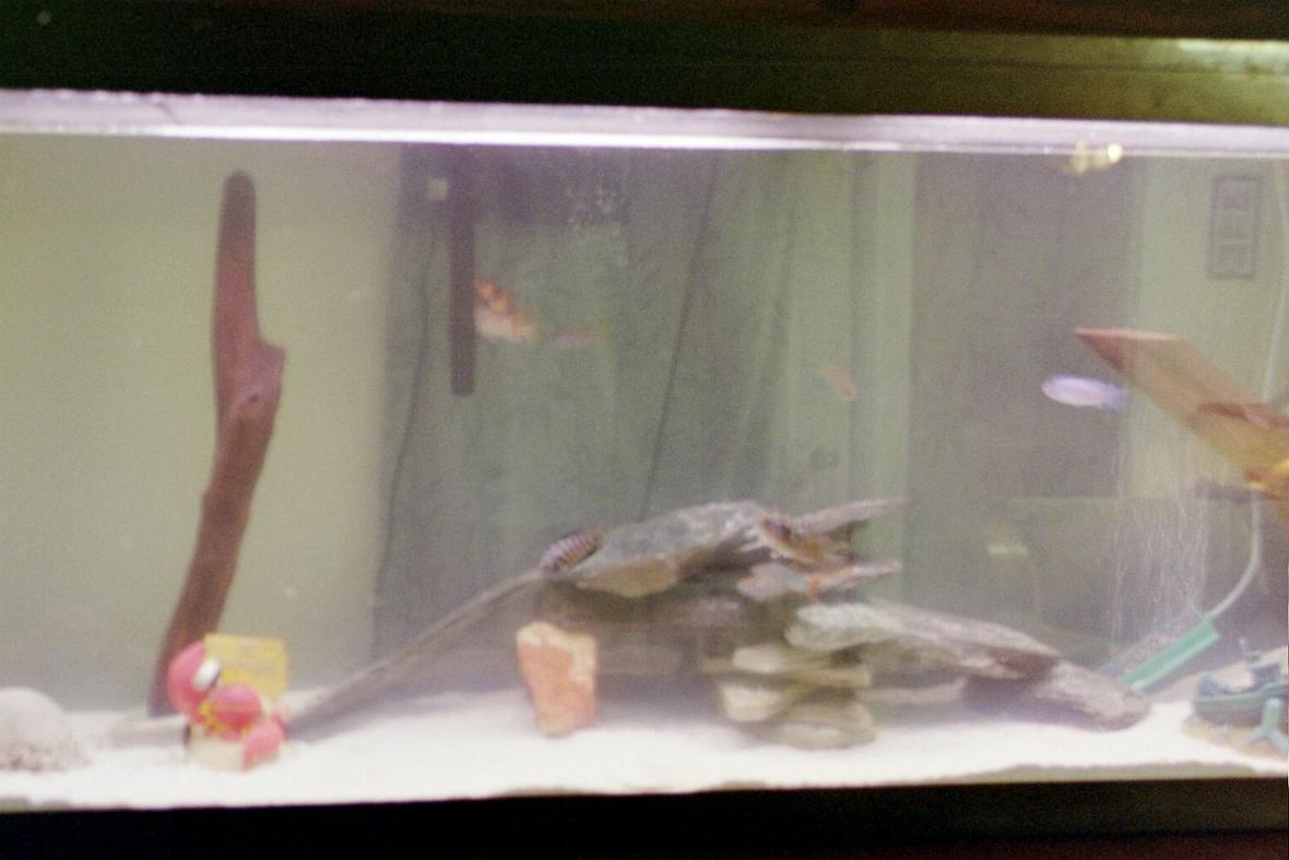 55 gallons freshwater fish tank (mostly fish and non-living decorations) - 55gallon