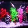 20 gallons freshwater fish tank (mostly fish and non-living decorations) - Basic Freshwater Tank