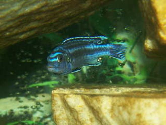 freshwater fish - melanochromis johannii - johanni cichlid stocking in 125 gallons tank - One Awesome Looking African Cichlid!!!