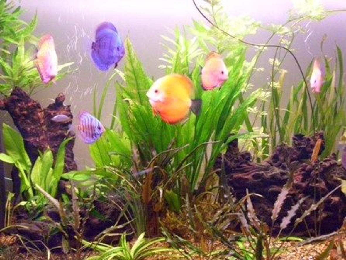 100 gallons planted tank (mostly live plants and fish) - that's it !